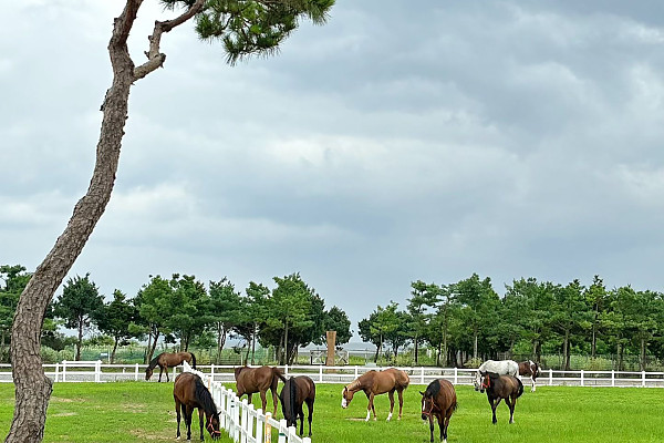 베르아델 야외 승마클럽 전경